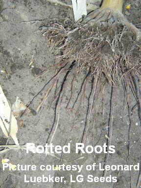 LL-Root.rots.2005 001-cited