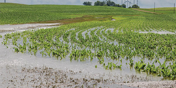 A flooded corn field