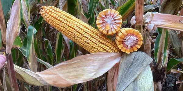 corn