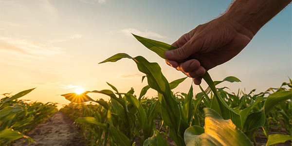 a farmer checking a corn plant at sunset
