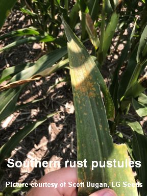 S Dugan SRust 2018 cited