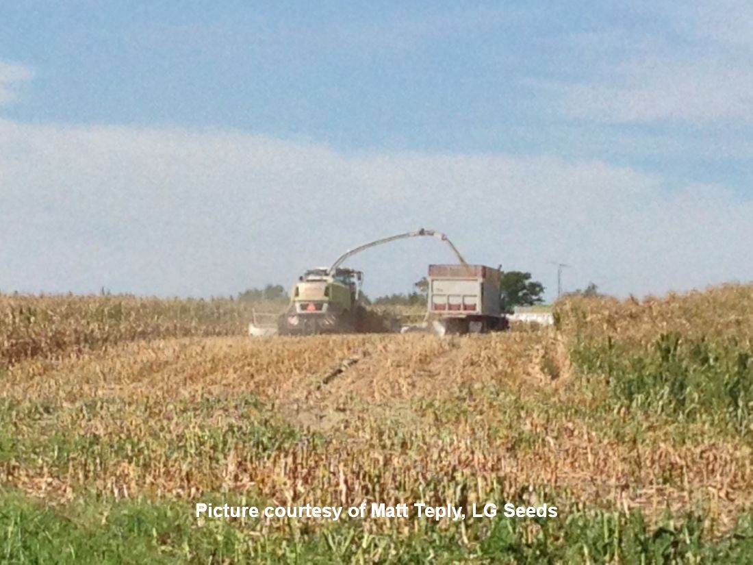 Silage Harvest-cited
