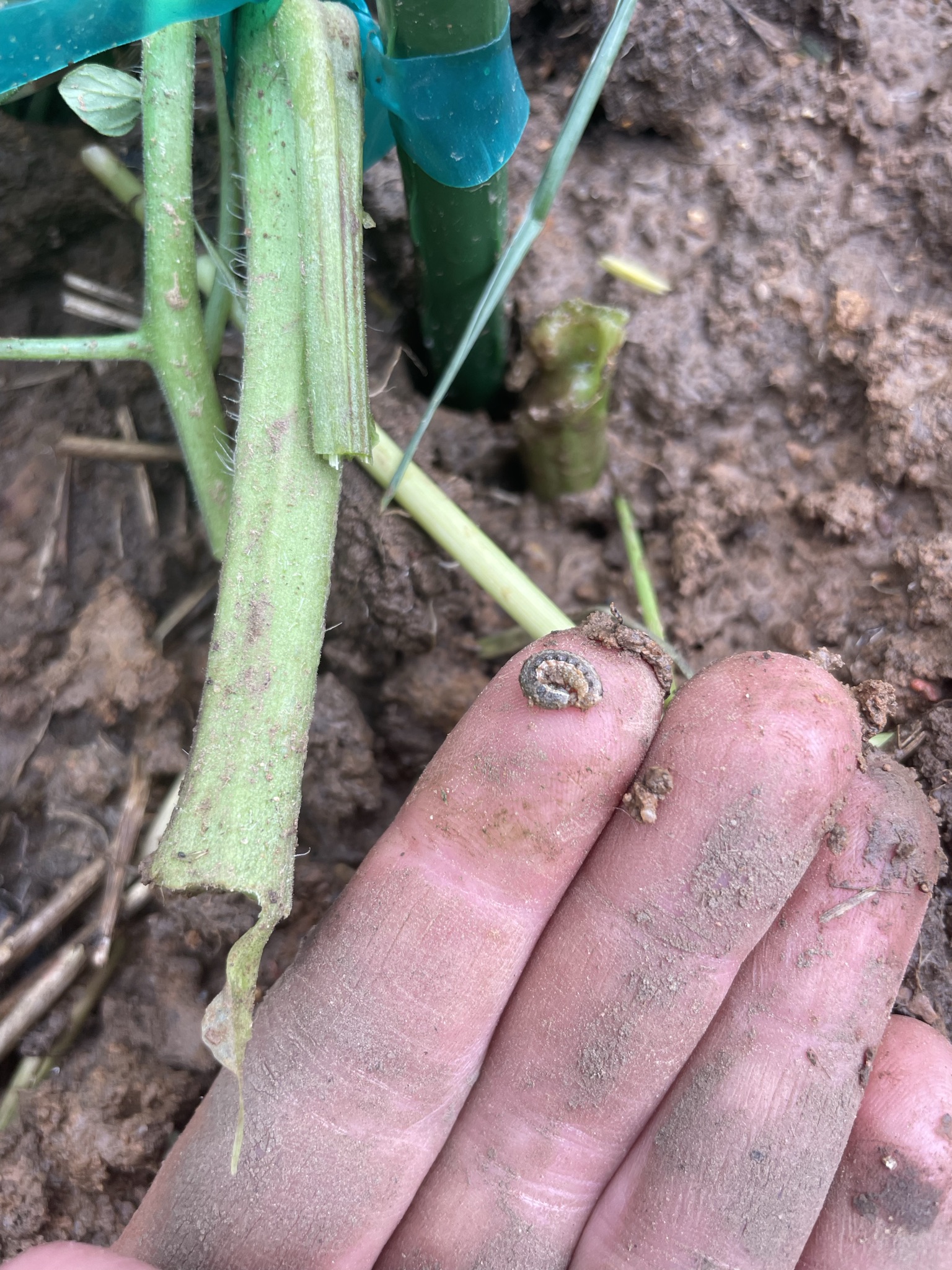 a small true army worm found in rye cover crop