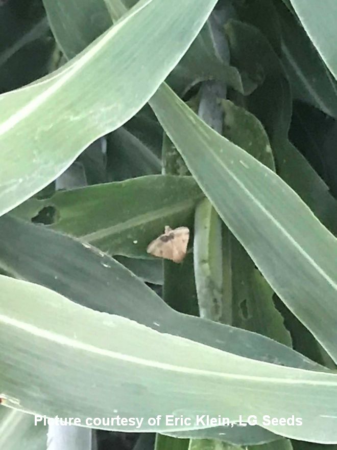 Sorghum Headworm 2 cited