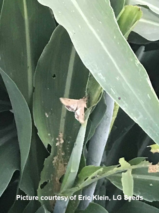 Sorghum Headworm 3 cited