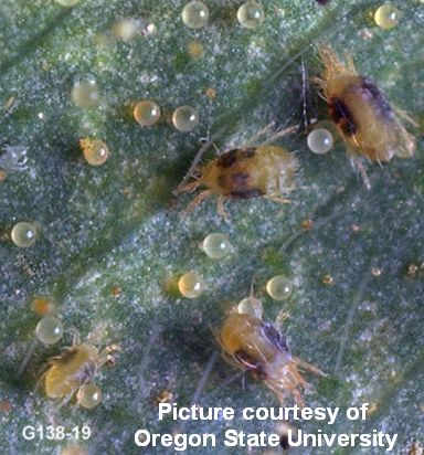Spider Mites 1 cited