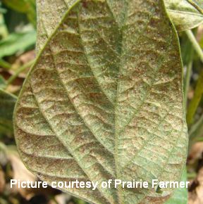 Spider Mites 2 cited