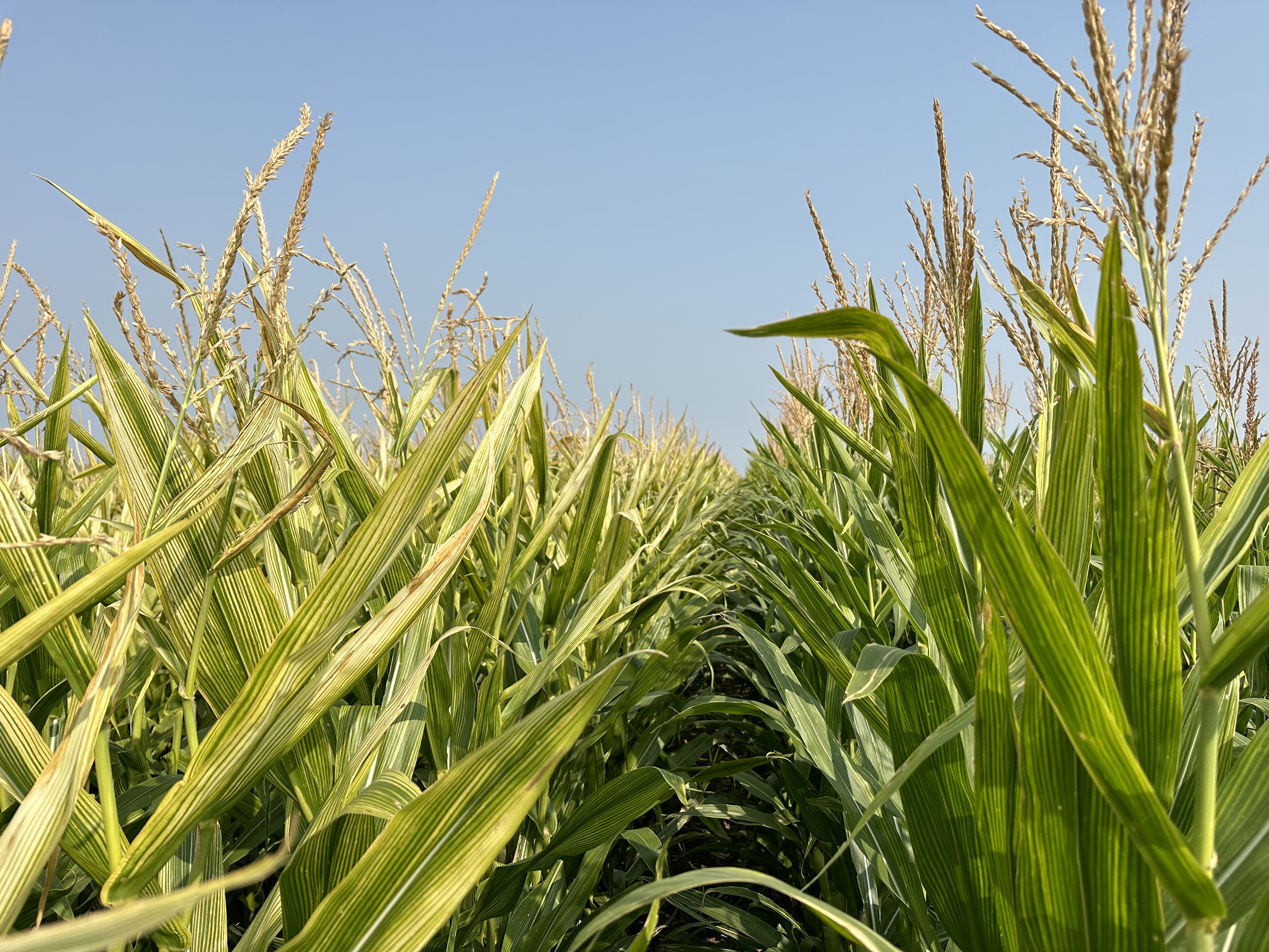 Corn plants lacking nutrients