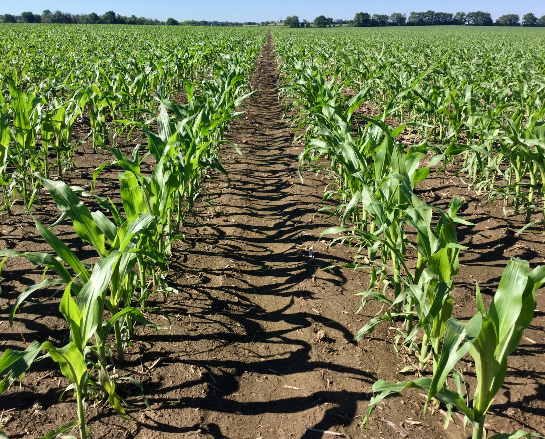 corn with strong emergence