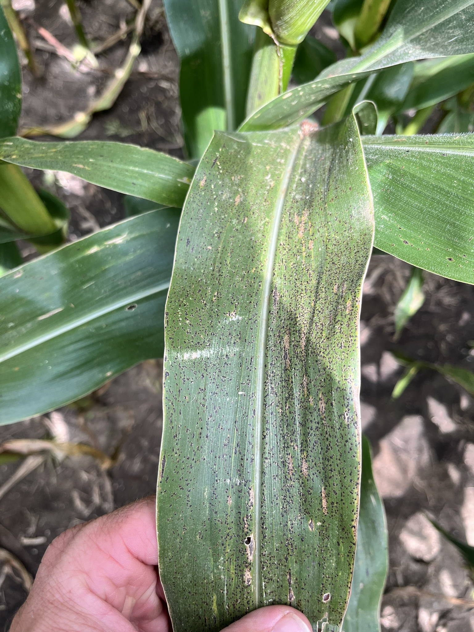 tar spot on a corn leaf