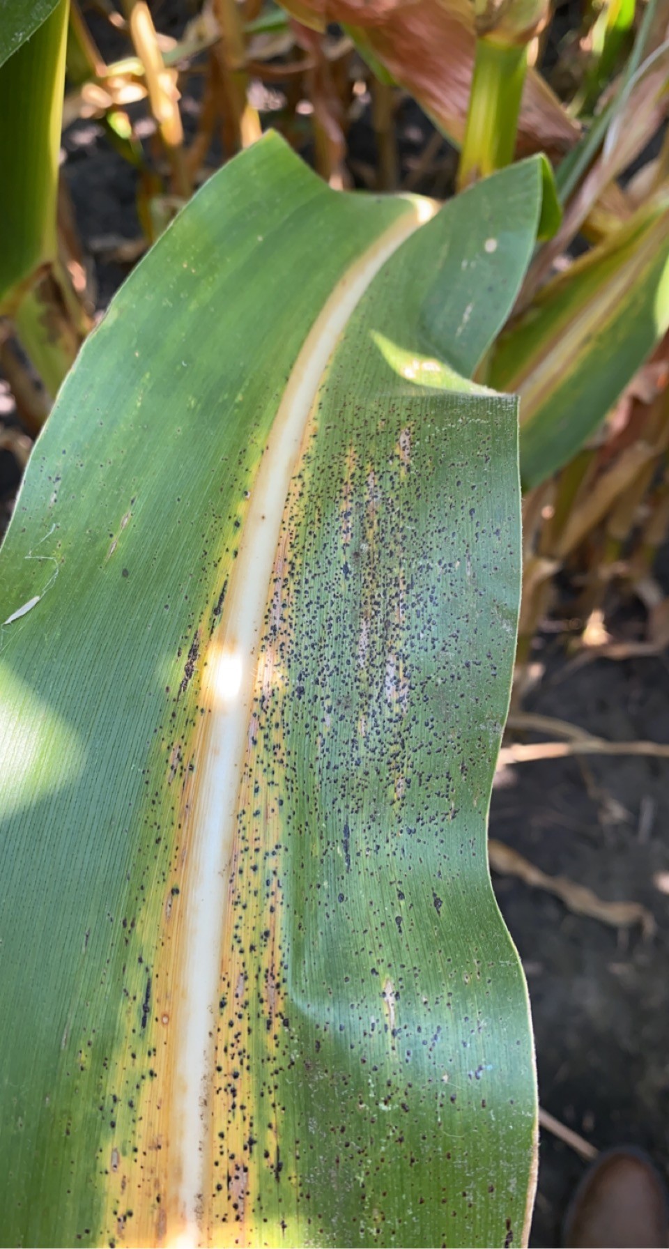 tar spot on a corn leaf