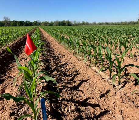 A corn test plot