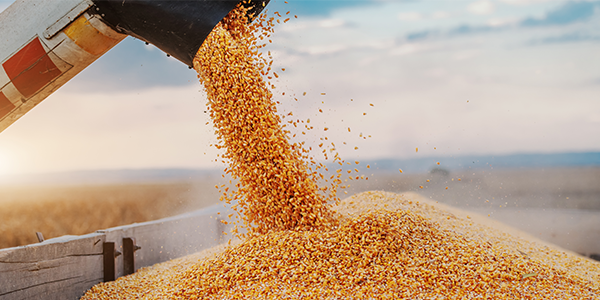 Auger emptying corn into a truck