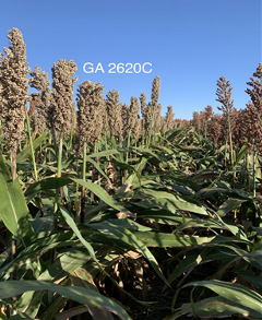 sorghum