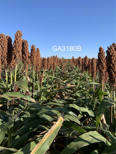 sorghum