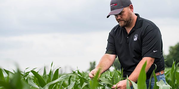 A photo of a LG Seeds employee checking corn for disease