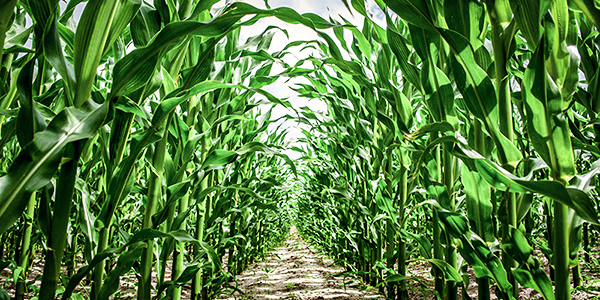 view of corn field from between the rows