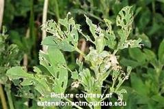 Damaged Alfalfa plant