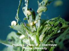 Damaged Alfalfa Leaves