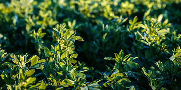 close up of alfalfa crop