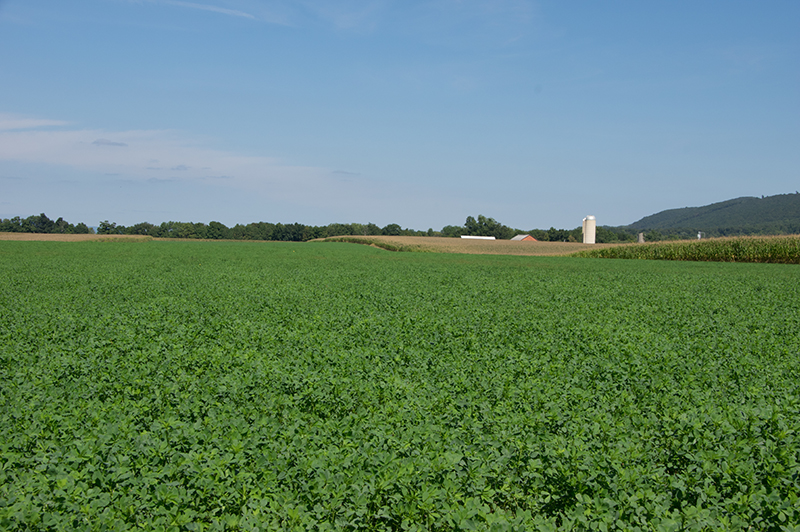 alfalfa