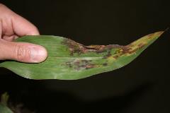Photo of anthracnose leaf blight in corn 