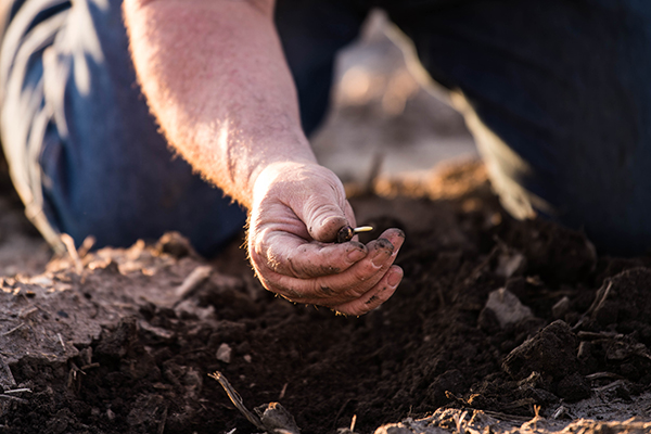 corn seed in hand emerging