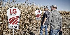 two men looking at LG Seeds corn plot