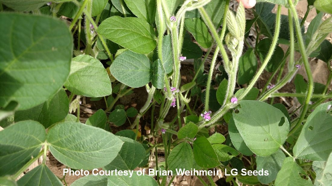 Flowering Soybeans