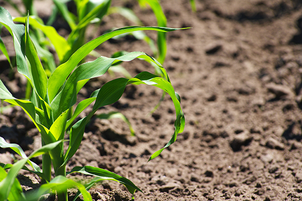 Corn