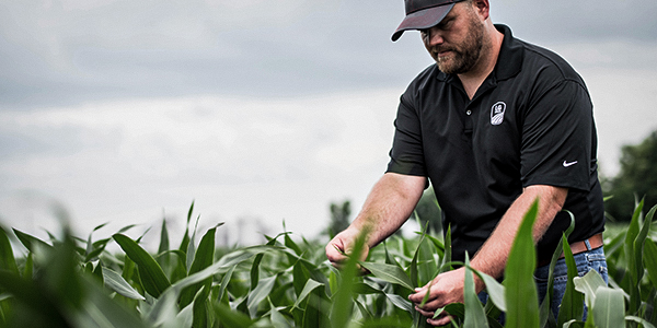 man in field evaluating corn