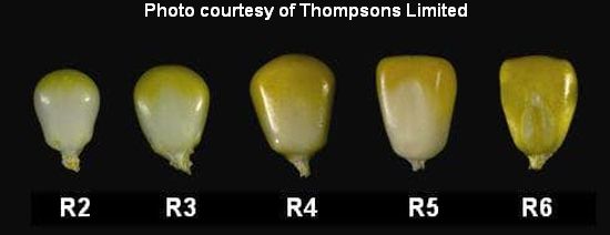 CornMaturity_Thompsons cited corn kernel moving through reproductive stages
