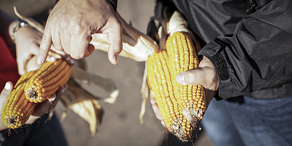 cornresearch_600x300
