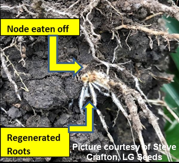 Successful Scouting for Rootworm Feeding