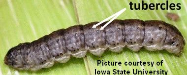 Cutworm