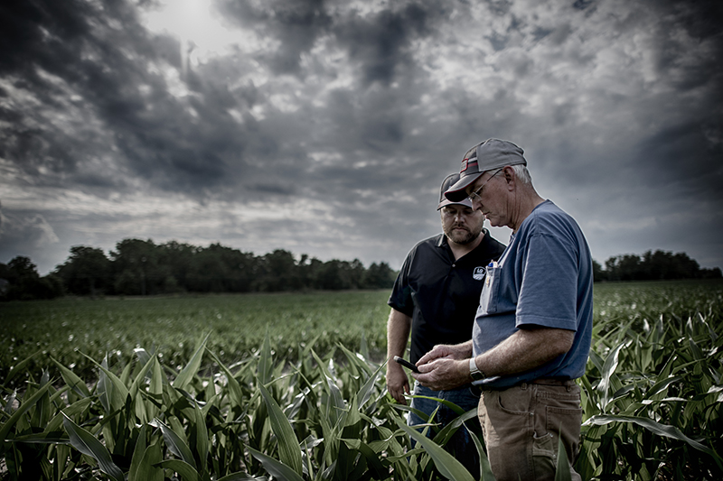 crop scouting in a corn field