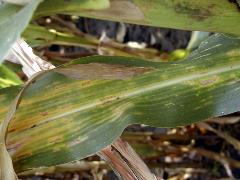 Photo of corn with gray leaf spot 