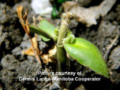 Greg - frost-damaged-soybean-Dennis-Lange-Manitoba Cooperator cited