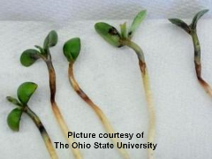 Greg - frost-damaged-soybean-OSU cited