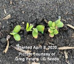 Greg - Soybean Injury 1 cited