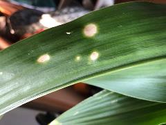 Photo of holcus leaf spot