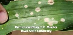 up close image of person holding diseased corn leaf