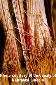 fusarium stalk rot