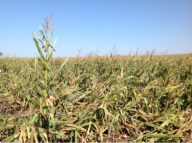 corn stalks blown down