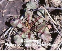Butterweed