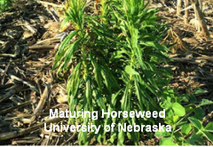 MaturingHoreseweed