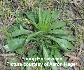 Young Horseweed