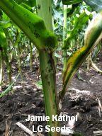 Kathol - Aphids cited