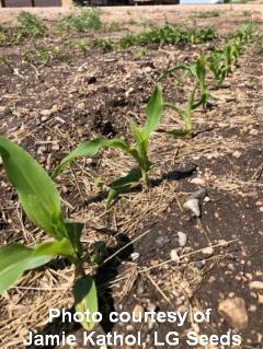 Kathol Yellow Corn 1 cited