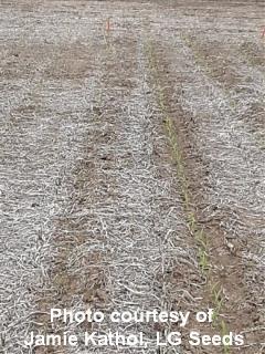Kathol Yellow Corn 2 cited